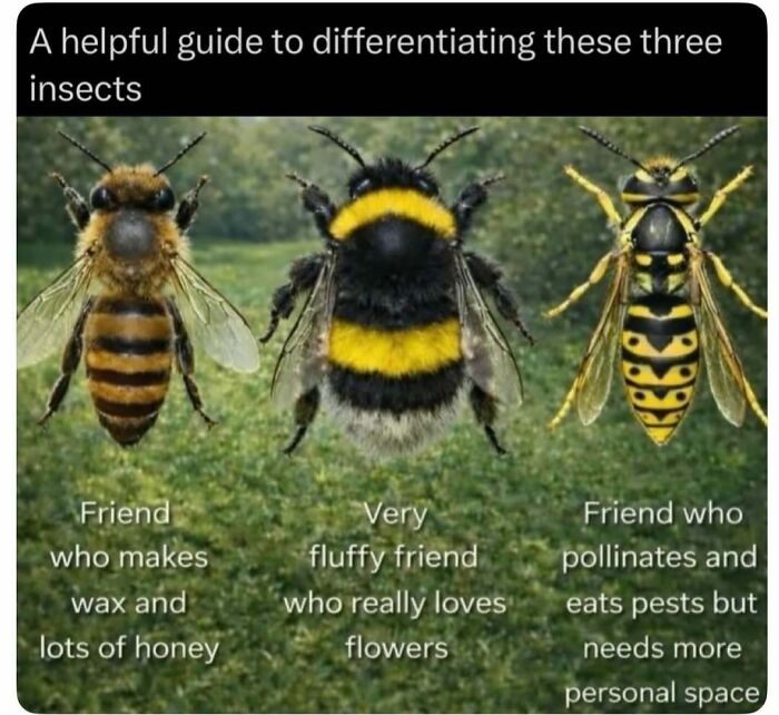 Guide to differentiating three insects including honeybee, bumblebee, and wasp