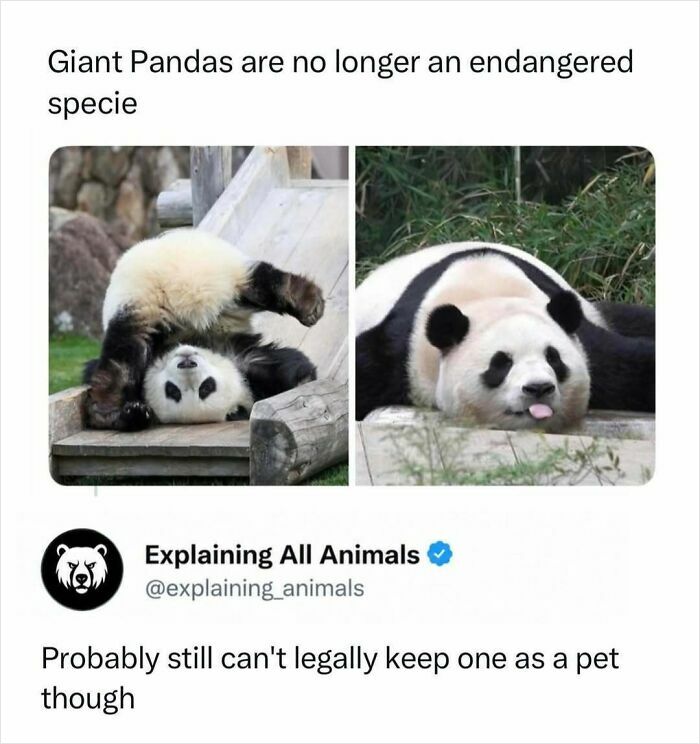 Giant pandas no longer endangered species, conservation success story