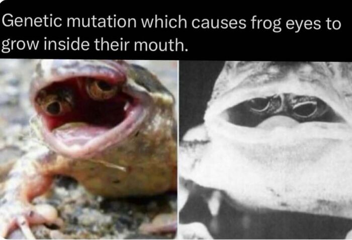 Genetic mutation causes frog eyes to grow inside their mouth
