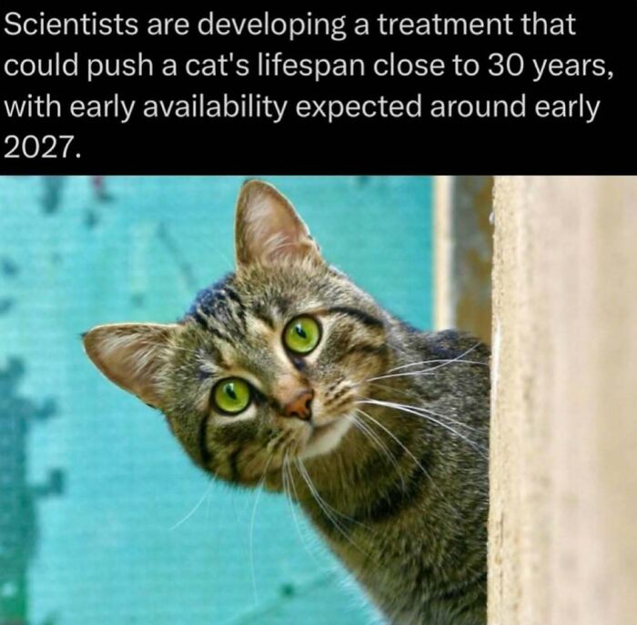 Scientists developing treatment to extend cat lifespan close to 30 years