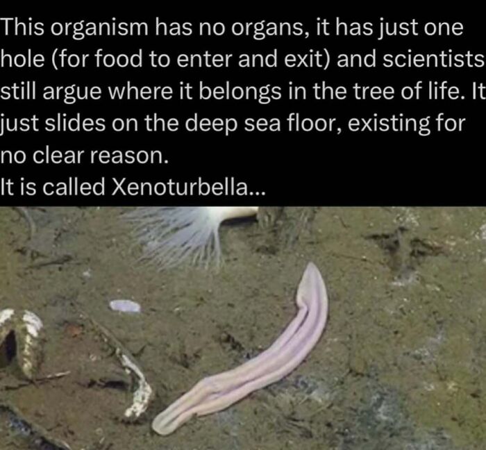 Deep sea organism Xenoturbella sliding on the ocean floor with no clear organs