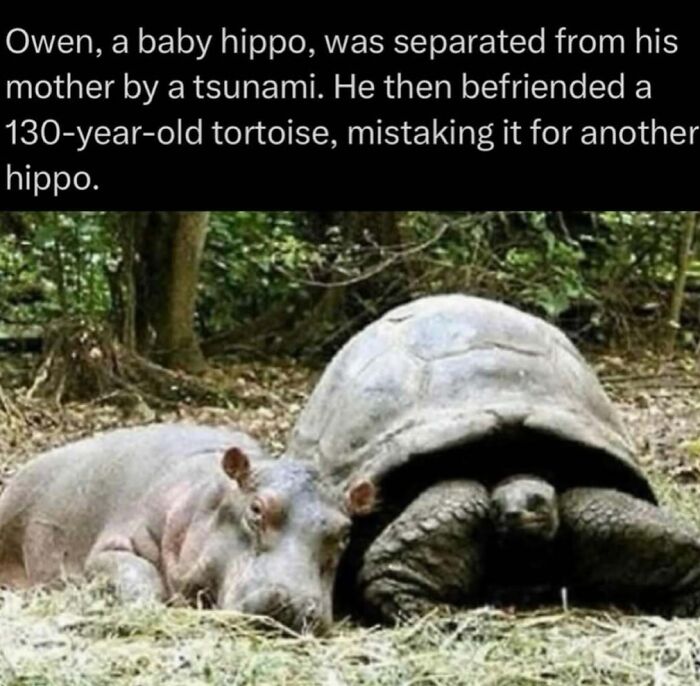 Baby hippo resting beside a 130-year-old tortoise in the wild