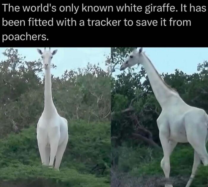 White giraffe fitted with tracker to protect from poachers