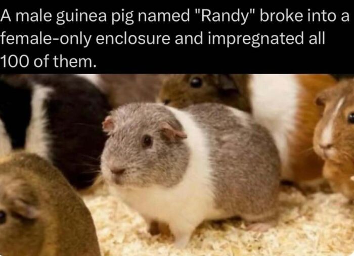 Male guinea pig Randy impregnated 100 female guinea pigs