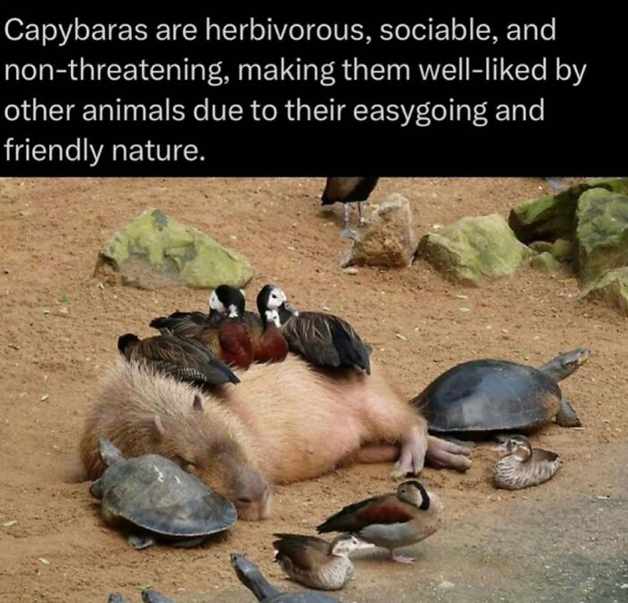 Capybara lying down with birds and turtles in a natural setting