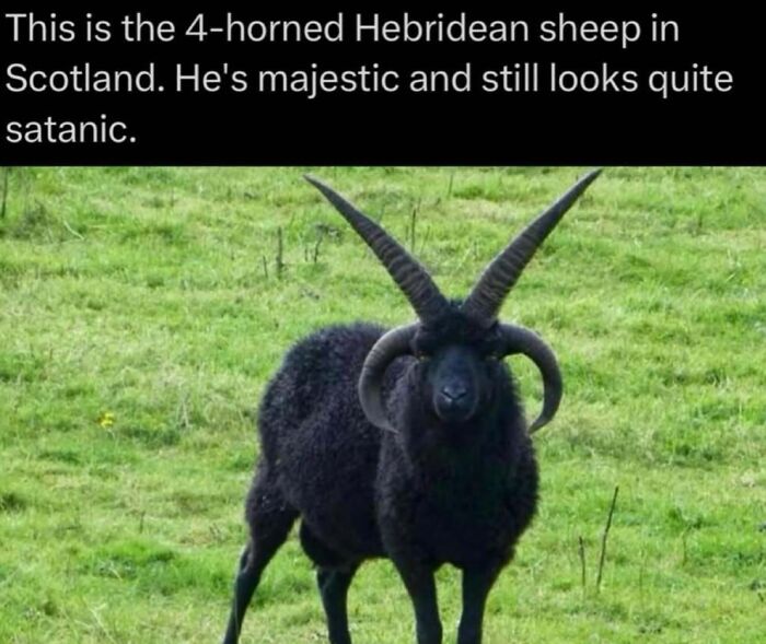Four-horned Hebridean sheep in Scotland standing on grass