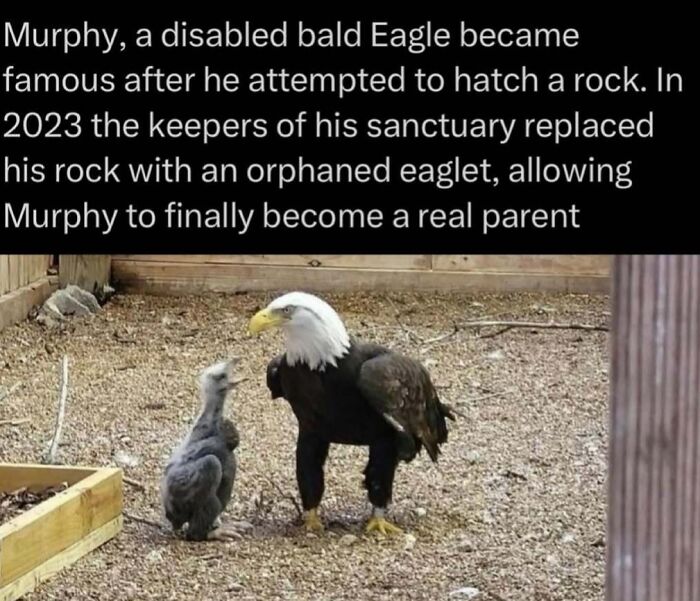 Disabled bald eagle nurturing an orphaned eaglet in a wildlife sanctuary