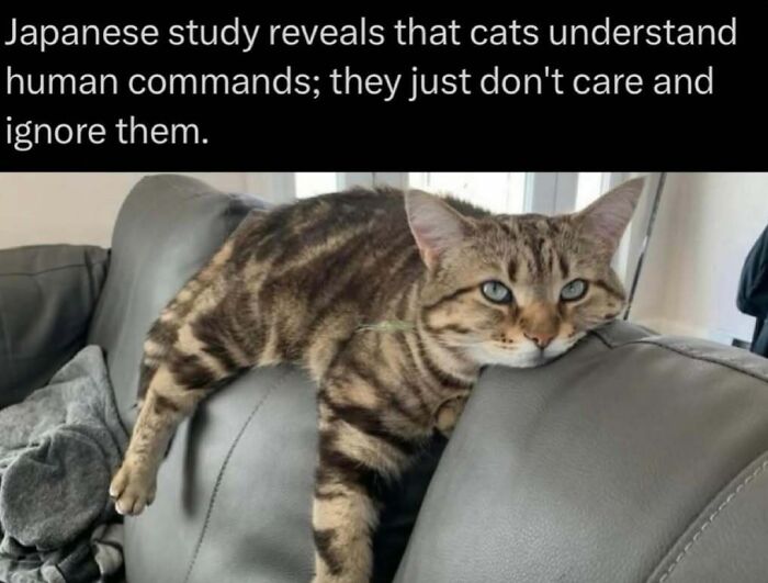 Tabby cat lounging on a couch illustrating cats understanding human commands but choosing to ignore them.