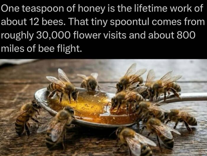 Bees gathering honey on a spoon highlighting the effort needed to produce a teaspoon of honey.