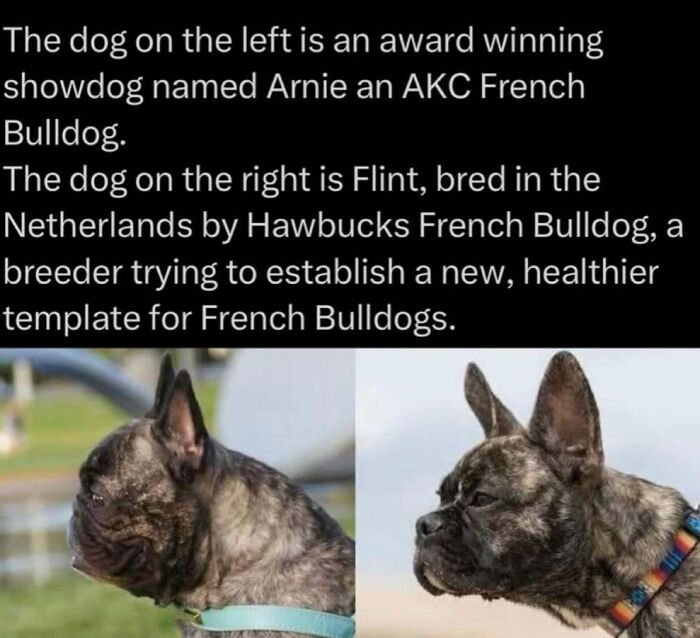 Comparison of French Bulldogs showing traditional and healthier breeding differences.