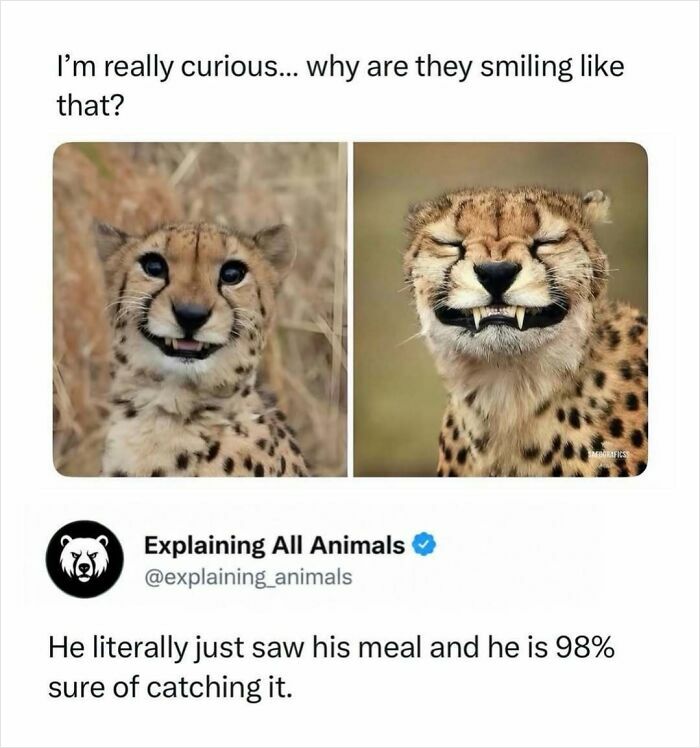 Smiling cheetah showing confidence about catching prey animal facts