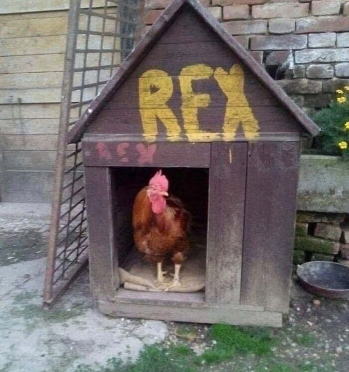 Rooster standing in doghouse labeled Rex, a cursed animal setting