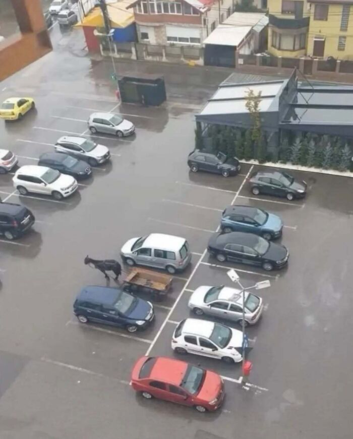 Horse pulling a trailer parked among cars in a parking lot showing unusual parking scenes
