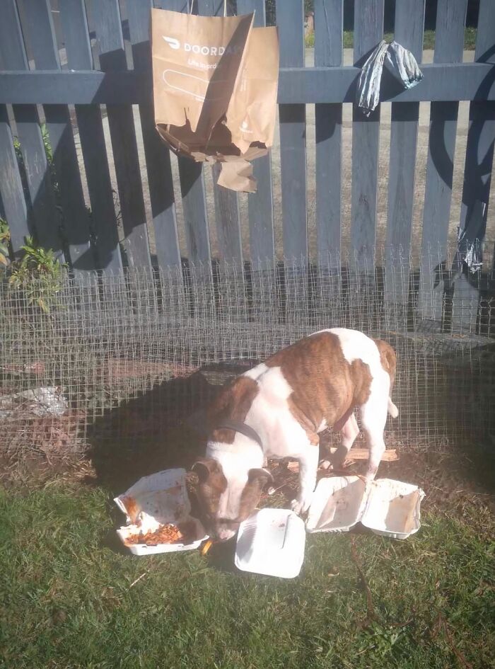 A dog eating spilled food from a delivery container in a yard, a funny food delivery fail due to an unattended package.