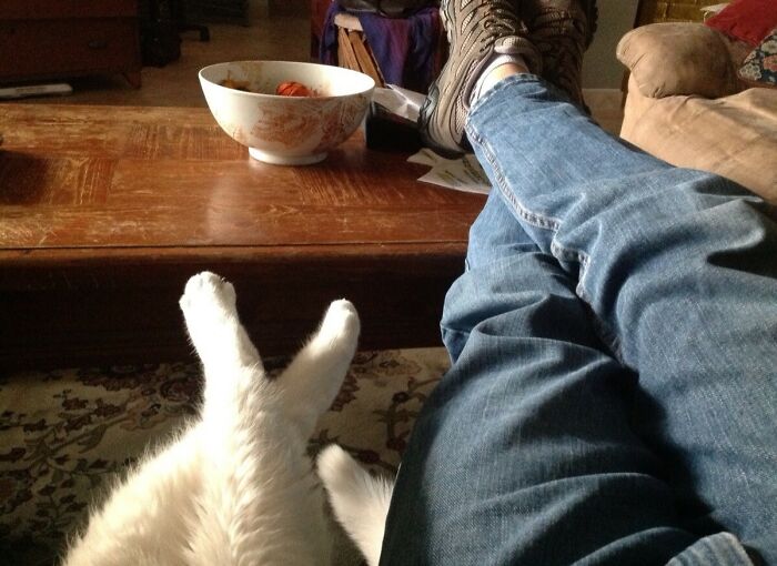 A person with crossed legs relaxes on a couch next to a white cat with its paws up, showcasing an amazing father's relaxing moment.