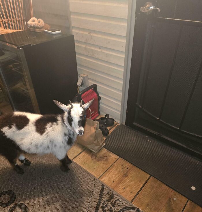 A small goat stands on a porch next to a brown paper food delivery bag, a funny and unexpected food delivery fail.
