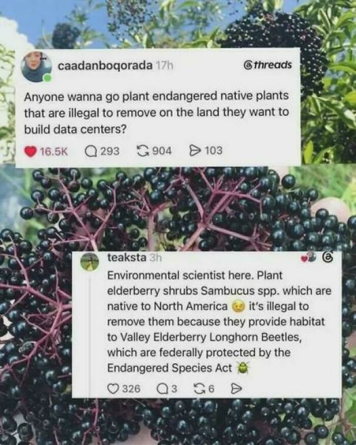 A social media post suggesting planting endangered native plants to prevent data centers, an example of chaotic good posts.