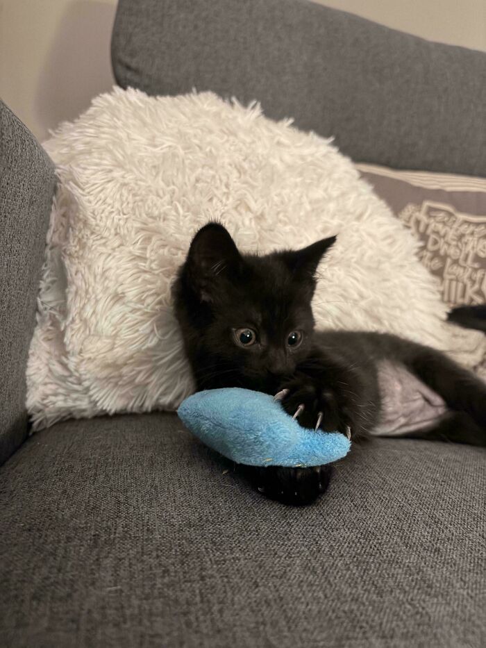 A small black kitten on a couch playing with a blue toy showing tiny cat claws.