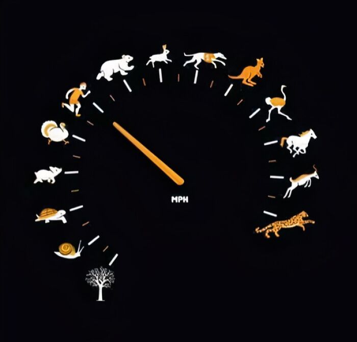 Creative animal-themed speedometer design illustrating various animal speeds