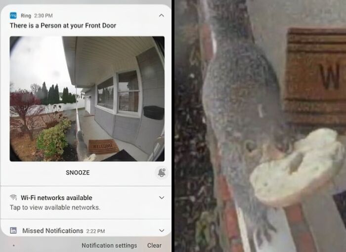 Infuriating food delivery fails: a Ring doorbell notification shows a squirrel at the front door eating a bagel.