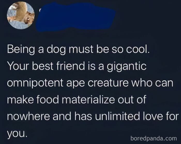 Random meme about the cool life of a dog and its omnipotent owner