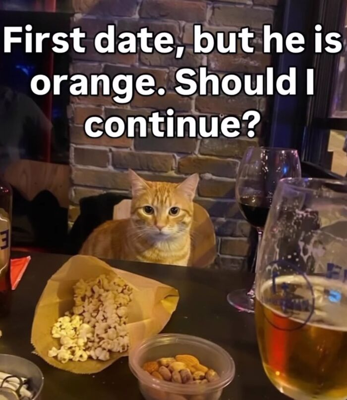 Orange cat sitting at table with popcorn and drinks dating cat meme