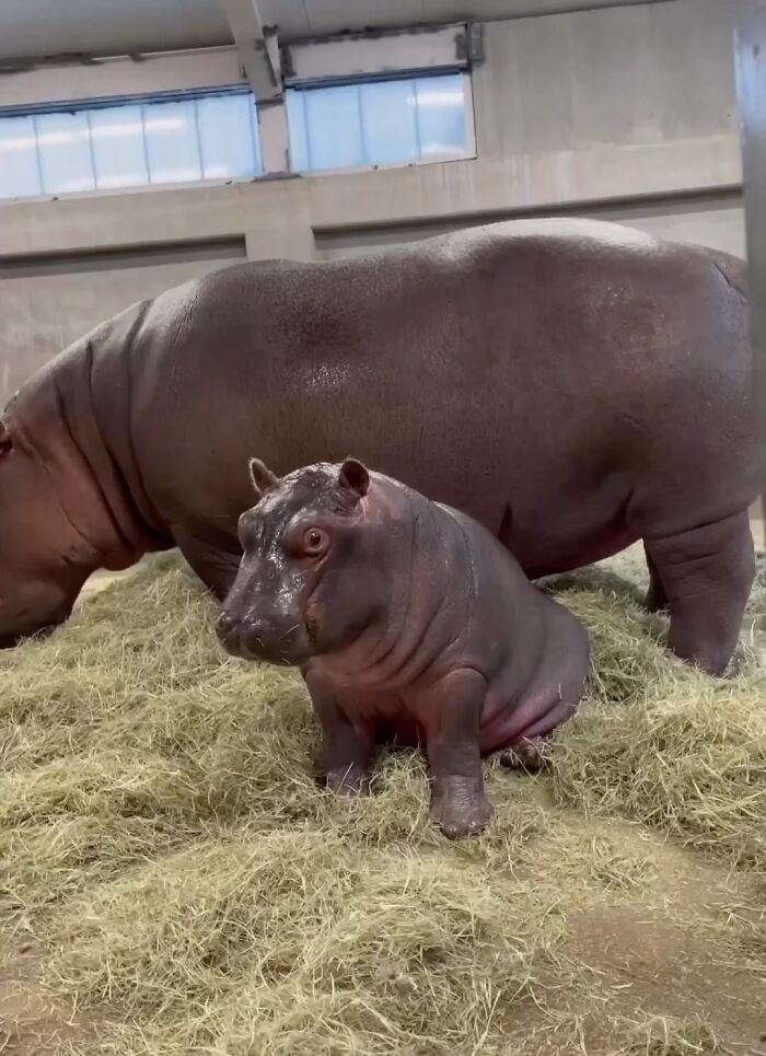 30 Heartwarming Photos Of Animal Moms And Their Babies Shared By Zooborns That Will Melt Your Heart