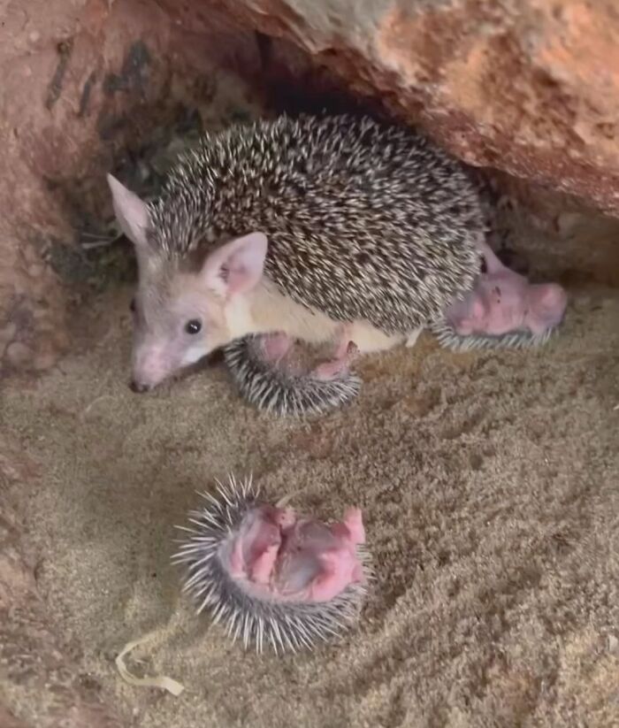 30 Heartwarming Photos Of Animal Moms And Their Babies Shared By Zooborns That Will Melt Your Heart