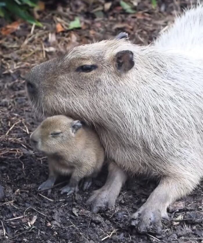 30 Heartwarming Photos Of Animal Moms And Their Babies Shared By Zooborns That Will Melt Your Heart