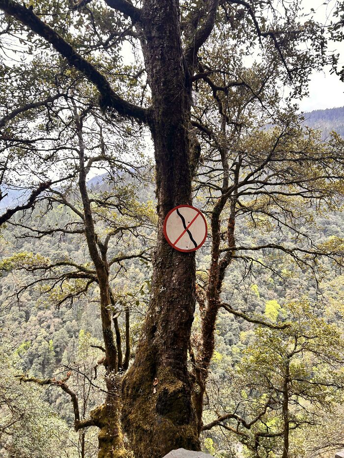 A funny sign depicting a broken trail, hung on a tree in a lush green forest.