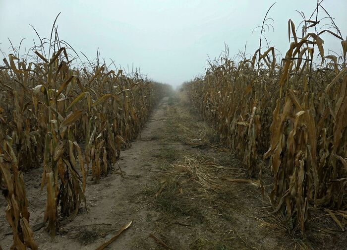 Unsettling liminal space of a cornfield disappearing into a thick fog on an overcast day, creating an eerie atmosphere.