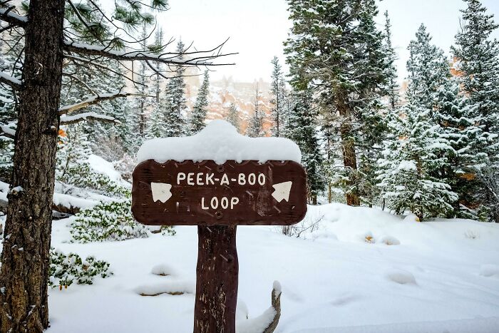 A funny sign for the Peek-A-Boo Loop trail covered in snow, surrounded by pine trees in winter.