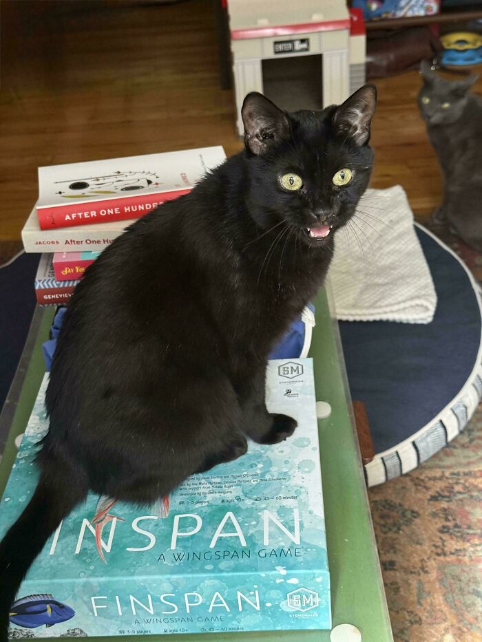 Black cat caught meowing sitting on board game box