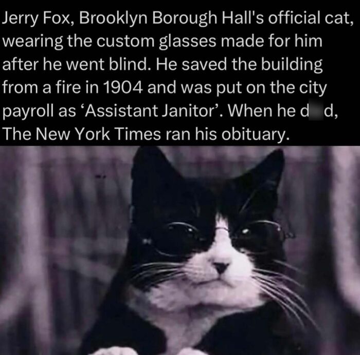 Jerry Fox cat in glasses saved Brooklyn Hall from fire
