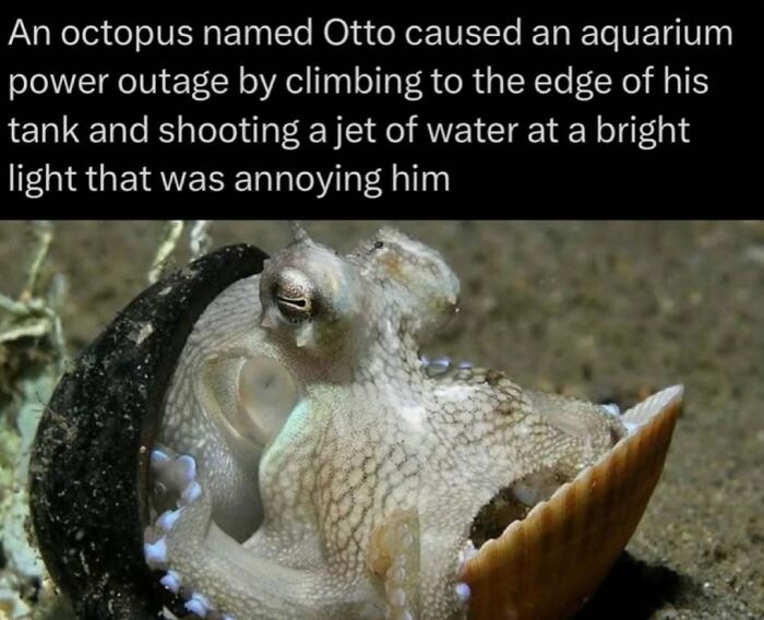 Octopus Otto causes aquarium power outage by shooting water at light
