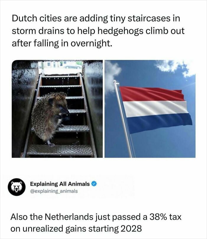 Dutch cities add tiny staircases in storm drains to help hedgehogs climb out