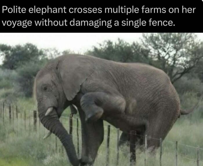 Elephant carefully crossing a fence without causing damage on a farm
