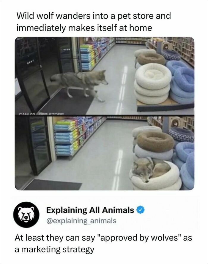 Wild wolf exploring pet store and resting in dog bed highlights animal comfort