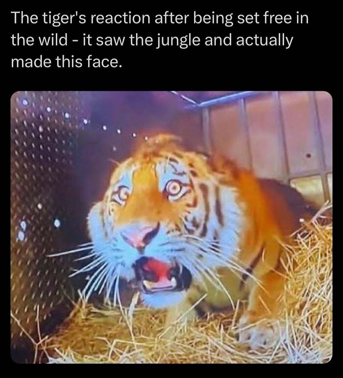 Tiger's surprised reaction upon release into wild jungle captures authentic animal emotion