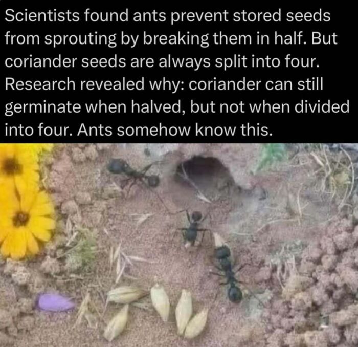 Ants prevent seed sprouting by breaking seeds, shown with ants and coriander seeds