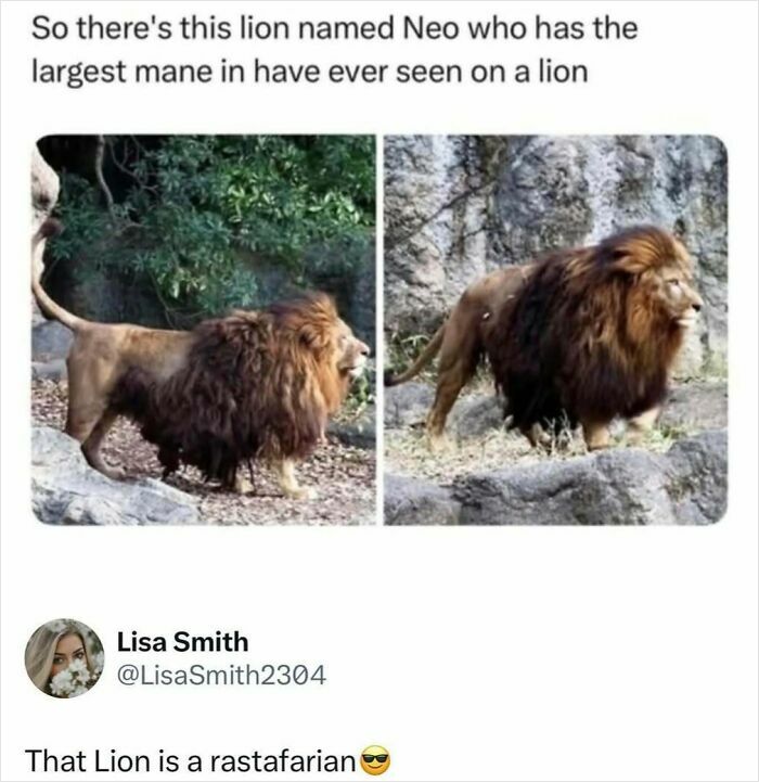 Lion with the largest mane ever seen named Neo