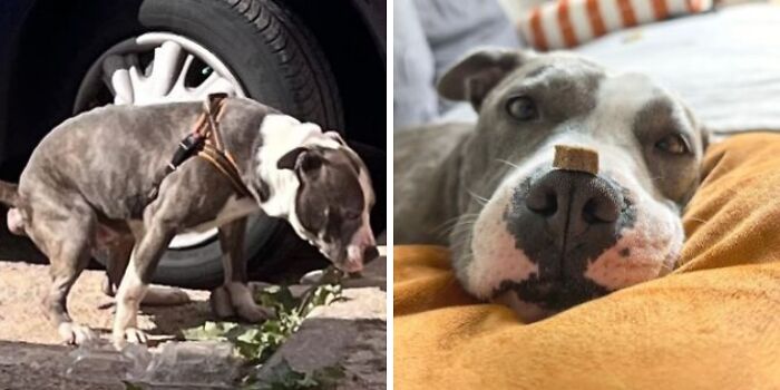 25 Powerful Before And After Photos Of Rescued Dogs That Show How Love Can Change A Life