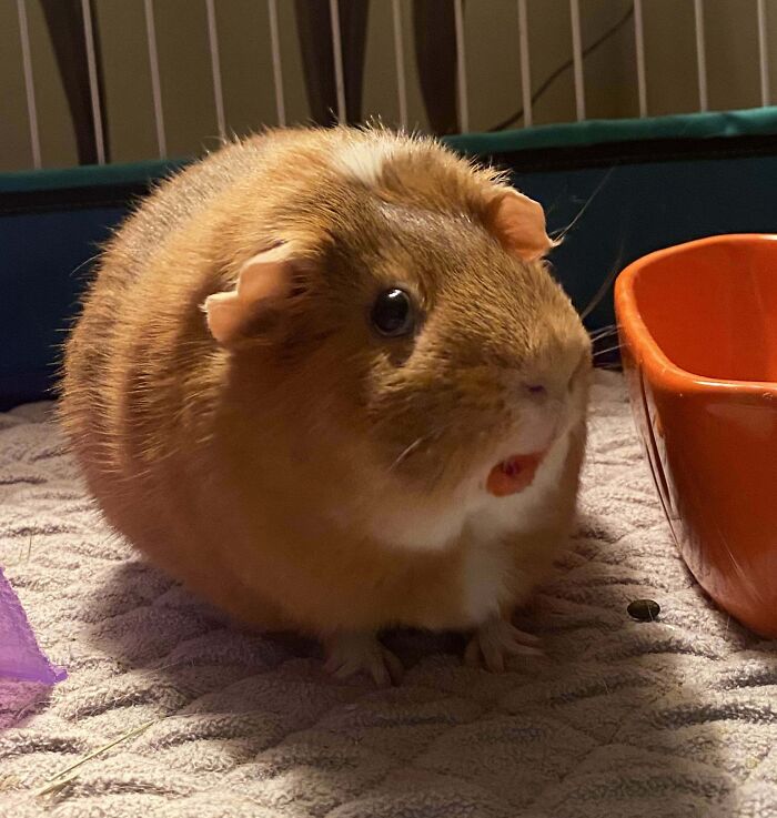 Just Some Round Pigs!