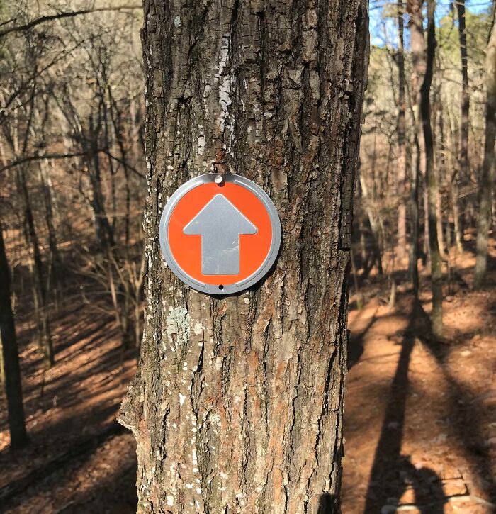 A funny sign on a tree, an orange circle with an upward-pointing grey arrow, indicating a trail.