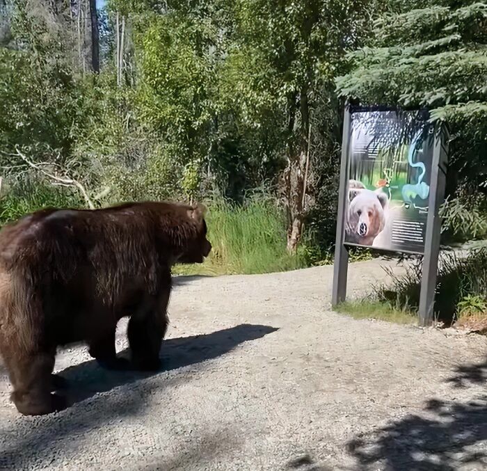 A large brown bear stands in front of a funny sign in the wild showing a picture of a bear on a trail.