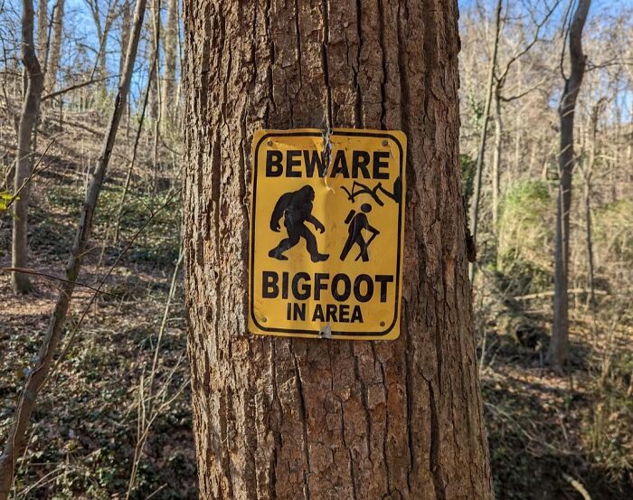 Funny signs in the wild: A yellow sign on a tree warns BEWARE BIGFOOT IN AREA.