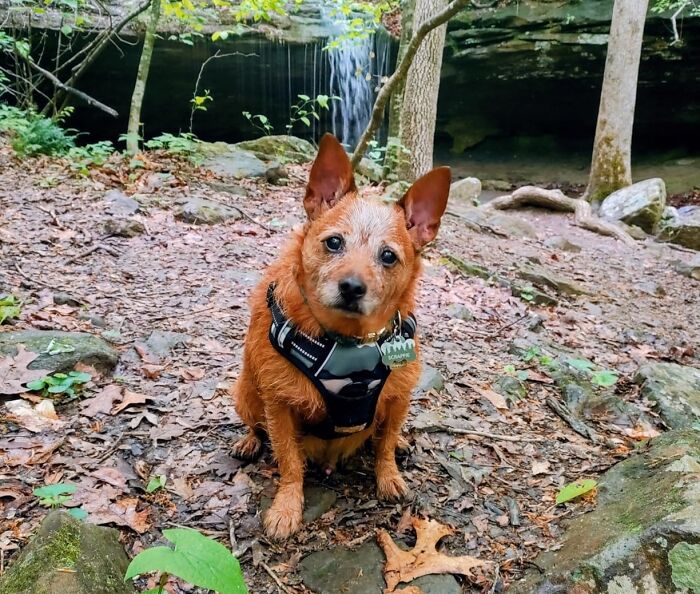 Find Prime Day Deals for pet accessories like a dog harness, pictured on a dog in a natural setting with a waterfall.