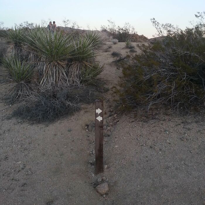 A wooden post with two white arrows pointing right, a funny sign in a desert landscape with sparse bushes and a sandy path.