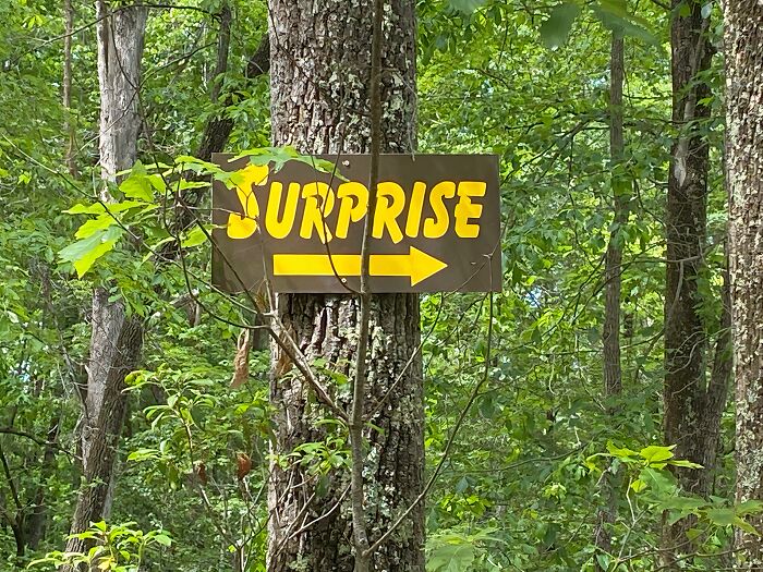 A brown sign with yellow text and arrow pointing right that says SURPRISE, found in the wild on a tree.