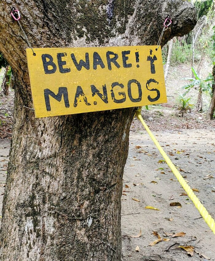 A funny sign in the wild on a tree says BEWARE! MANGOS, a humorous warning for hikers.